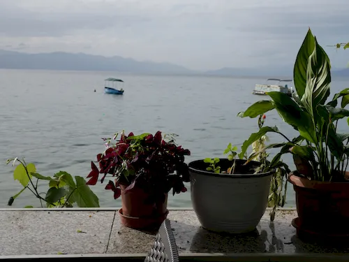 Macedonia, Lake Ohrid - flowers on terrace