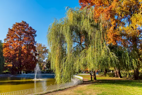 Serbia, Novi Sad - Danube Park (Dunavski Park), an urban park and one of the symbols of the city
